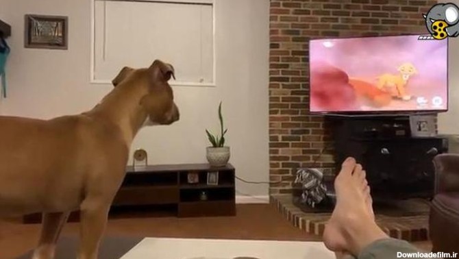 عکس العمل بامزه سگ هنگام تماشای انیمیشن شیرشاه - فیلو