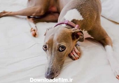 10 سگ ضعیف که نیاز به مراقبت های ویژه دارند - Happypet