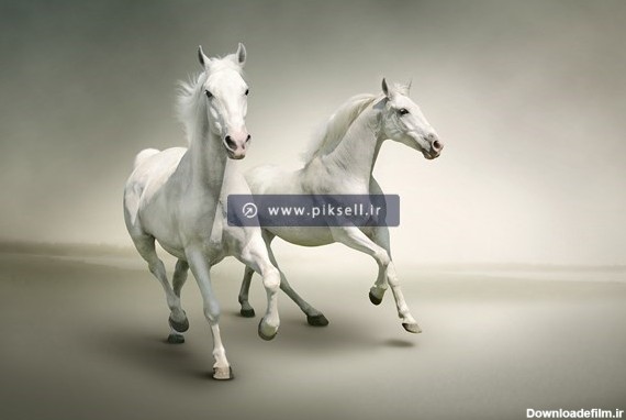 عکس اسب سفید برای تصویر زمینه
