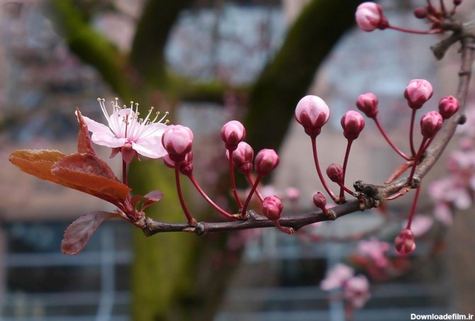 پیک نیک ژاپنی زیر شکوفه های گیلاس