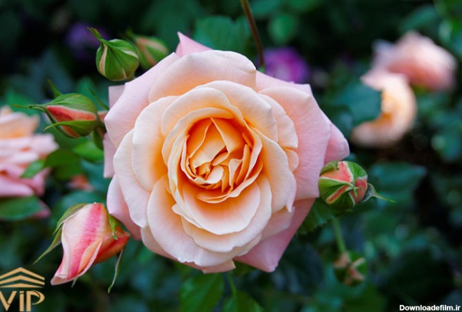گل رز ژولیت Juliet Rose (گران قیمت ترین رز دنیا)