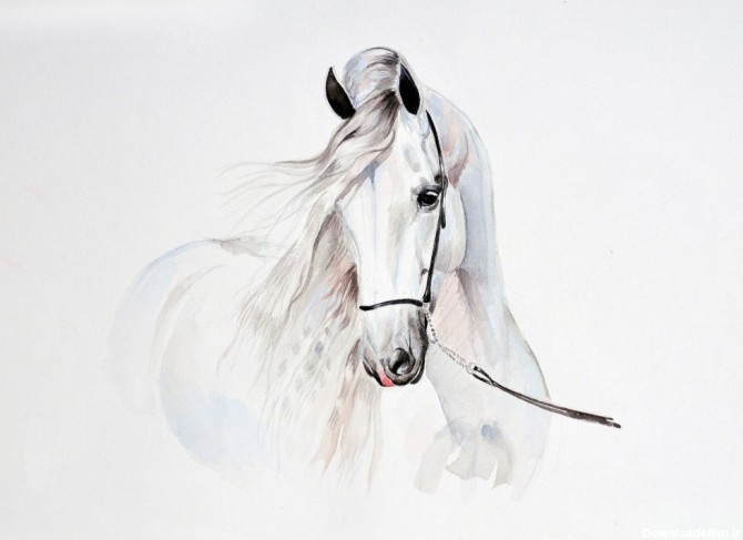آموزش مرحله به مرحله کشیدن نقاشی اسب