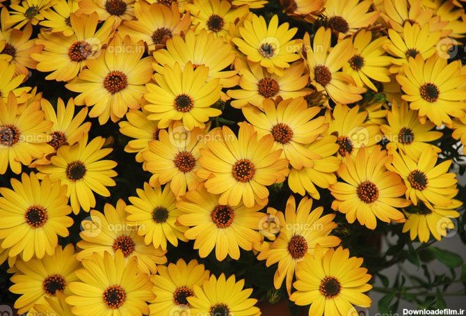 دانلود عکس گل زرد استئوسپرموم یا دیمورفوتکا گل زرد | اوپیک