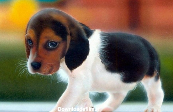 تصاویر بسیار جذاب از سگ های کوچک در نژاد های متفاوت
