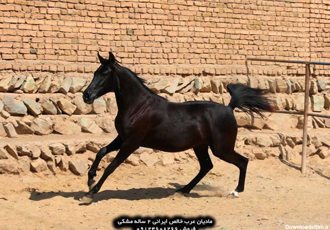 عکس اسب عرب مصری مشکی
