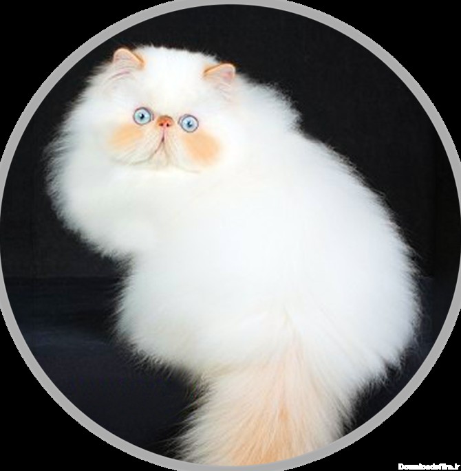 😻خرید بچه گربه-09124448229-اولین پرورش دهنده گربه-پتریزو | پتریزو ...