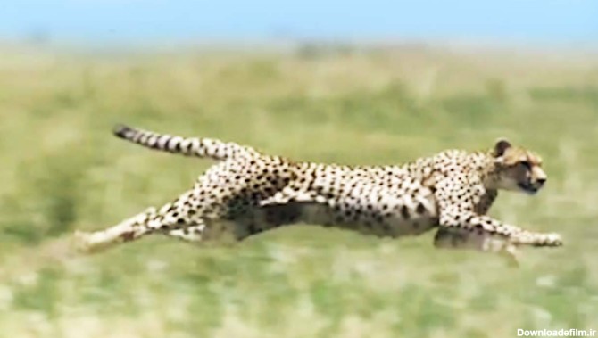 سرعت و قدرت شگفت انگیز چیتا در شکار آهو + فیلم