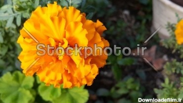 یک گل زیبا از نزدیک - گل ها - طبیعت - استوک فوتو - خرید عکس ...