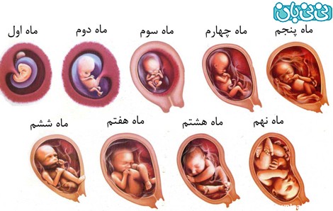 عکس جنین در هفت ماهگی