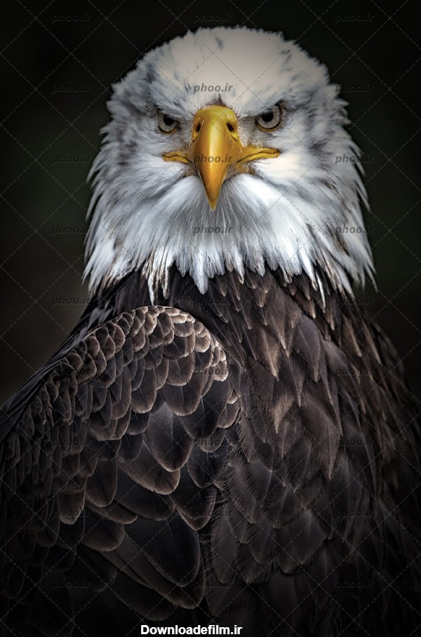 عکس فوکوس شده عقاب کله سفید در زمینه سفید – عکس با کیفیت و تصاویر ...