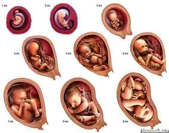 اندازه جنین هفته ی اول تا آخر بارداری + عکس