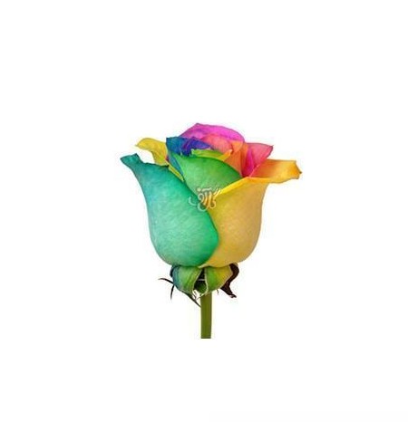 خرید اینترنتی گل - گل رز رنگین کمان – Rose | گل آف