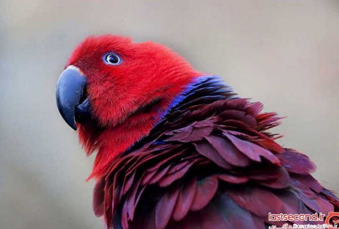 عکس زیباترین طوطی جهان