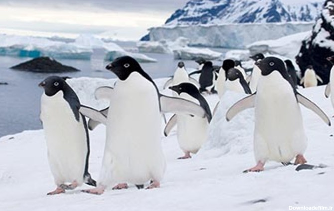 پنگوئن های قطب جنوب - دنیای جالب پنگوئن های قطب جنوب + تصویر