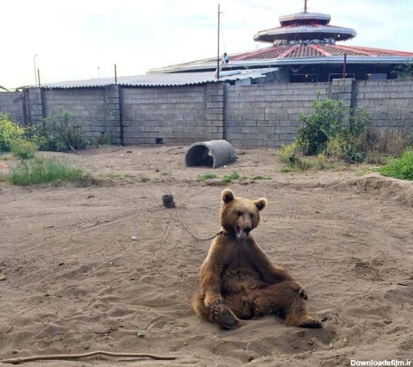 انتشار چند تصویر، سرنوشت خرس مفلوک بابلسر را عوض کرد - تابناک | TABNAK