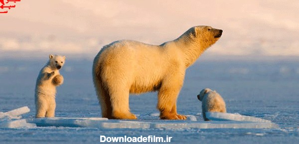زندگی خرس قطبی