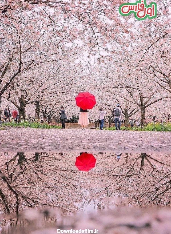 تصاویر شکوفه های زیبای گیلاس در ژاپن - اول فارس | آخرین اخبار ...