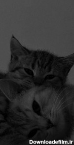 عکس های گربه / بهترین تصاویر گربه [پیشنهادی] | تاوعکس