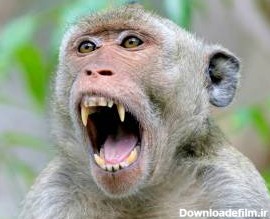 حمله میمون به روستا برای دزدیدن کودک + فیلم