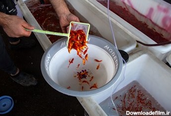 یکی از فروشندگان مشغول جدا سازی ماهی قرمز برای مشتری خود است.