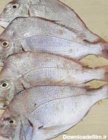 خرید آنلاین ماهی شانک صورتی (کخو) - ماهی مارکت