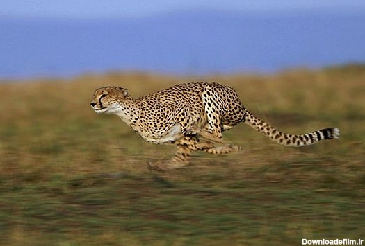 سریع ترین جانوران کره زمین (+عکس)