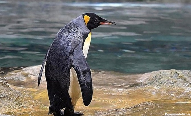 بچه پنگوئن از ترس نهنگ به قایق انسان پناه برد