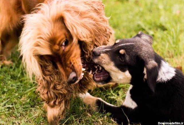 10 تا از خطرناک‌ترین سگ‌ های دنیا + عکس - پت پرس