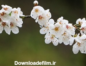 شکوفه های بهاری - گیلان