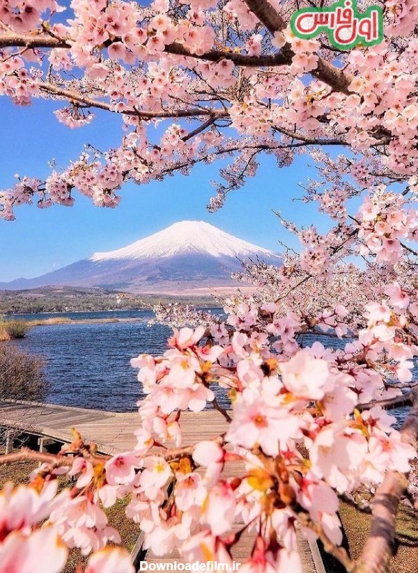 تصاویر شکوفه های زیبای گیلاس در ژاپن - اول فارس | آخرین اخبار ...