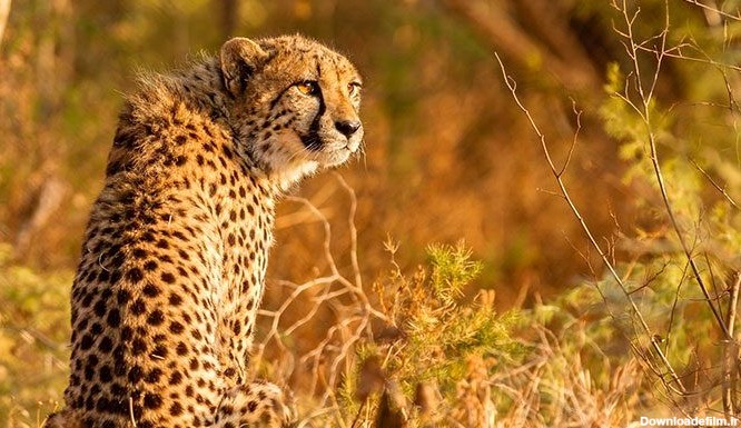 نام چیتا در لیست حیوانات در حال انقراض