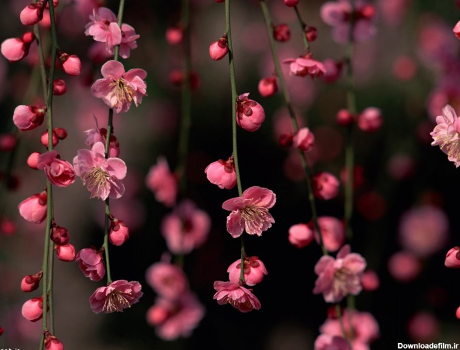 شکوفه های زیبای بهاری - گالری تصاویر نقش