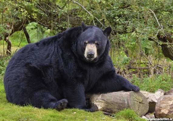 عکس زیباترین خرس دنیا