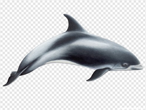 تصویر دوربری شده و کارتونی نهنگ یا وال و کوسه با پسوند png