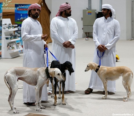 تصاویر/ انتخاب زیباترین سگ تازی در ابوظبی!