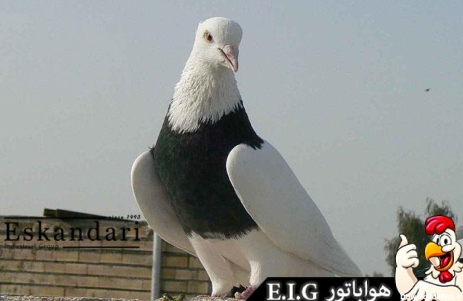 پرورش کبوتر : نژادهای کبوتر - فروشگاه چیکن دیوایس