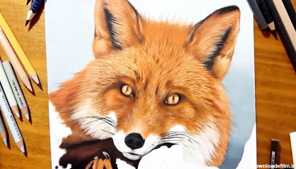 نقاشی چهره روباه قرمز با مداد رنگی