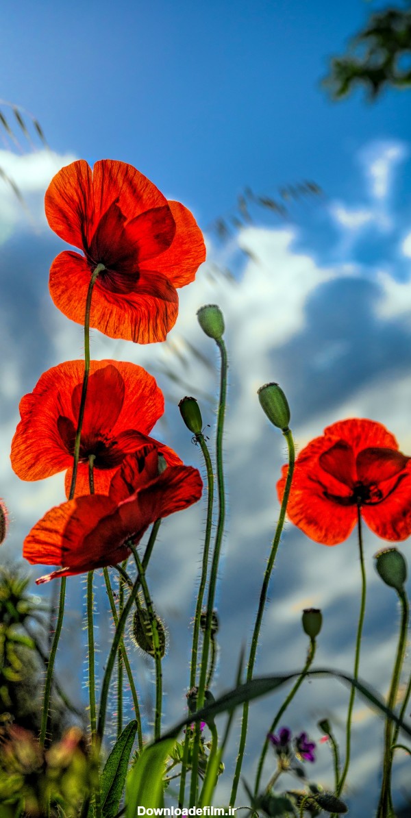 تصویر زمینه گل شقایق - مجله نورگرام