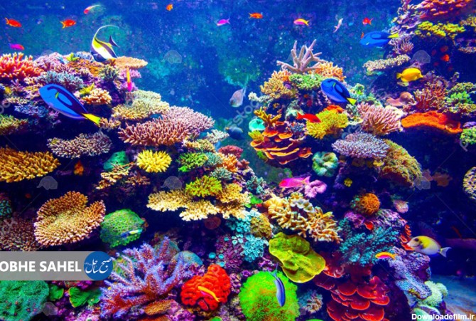 عکس زیبا از مرجان ها