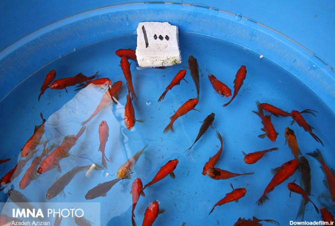 تولید 80 میلیون ماهی قرمز برای هفت سین نوروز - ایمنا