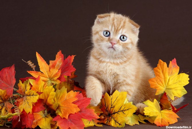 دانلود عکس بچه گربه پشمالو ناز و بامزه روی برگ های پاییزی 107615 ...