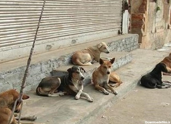 مراکز "توله‌کِشی غیرمجاز" عامل انفجار جمعیت سگ‌های ولگرد و تهدید جان شهروندان!