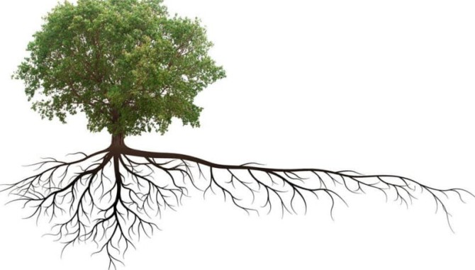 اثر ریشه گیاهان و درختان روی پی یا فونداسیون ساختمان - ماتیا ساختمان