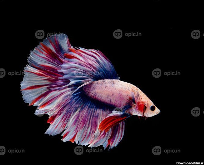 دانلود عکس چند رنگ ماهی بتا سیامی مبارزه با ماهی روی سیاه | اوپیک
