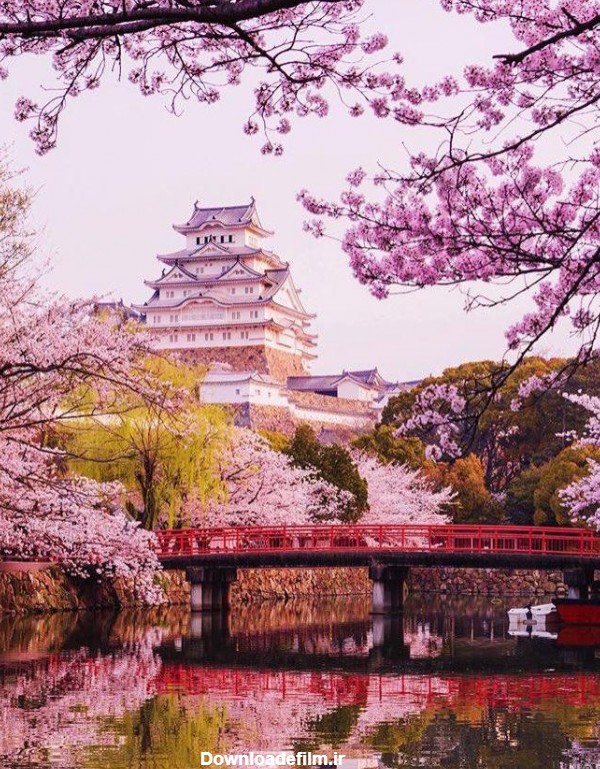 عکس شکوفه گیلاس ژاپن - عکس نودی