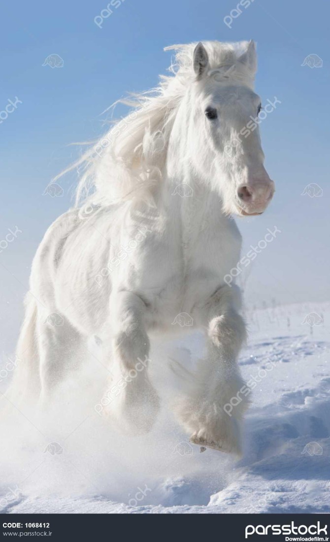 اسب سفید اجرا می شود چهار نعل رفتن در فصل زان در پس زمینه آسمان ...