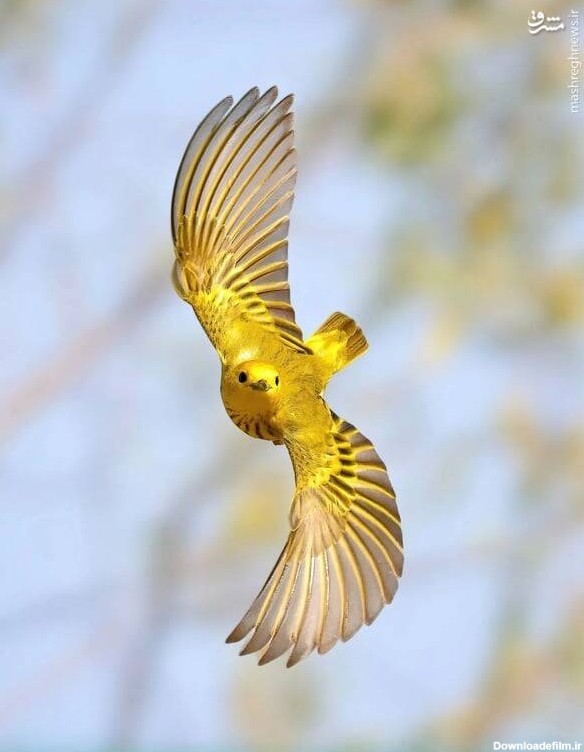 مشرق نیوز - عکس/ پرواز زیبای چکاوک زرد