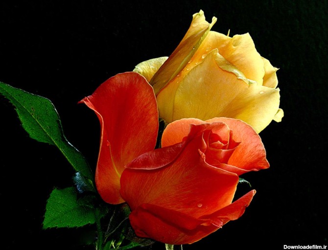 گل رز نارنجي و گل رز زرد