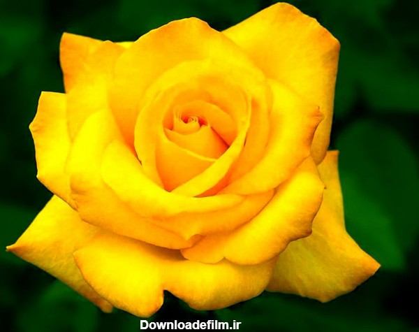 عکس تک شاخه گل رز زرد طبیعی بسیار زیبا و خوشگل