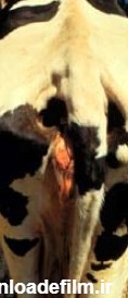 وضعیت بدنی گاو شيري چگونه تعیین می‌شود؟ - فروشگاه اینترنتی behfarmkala